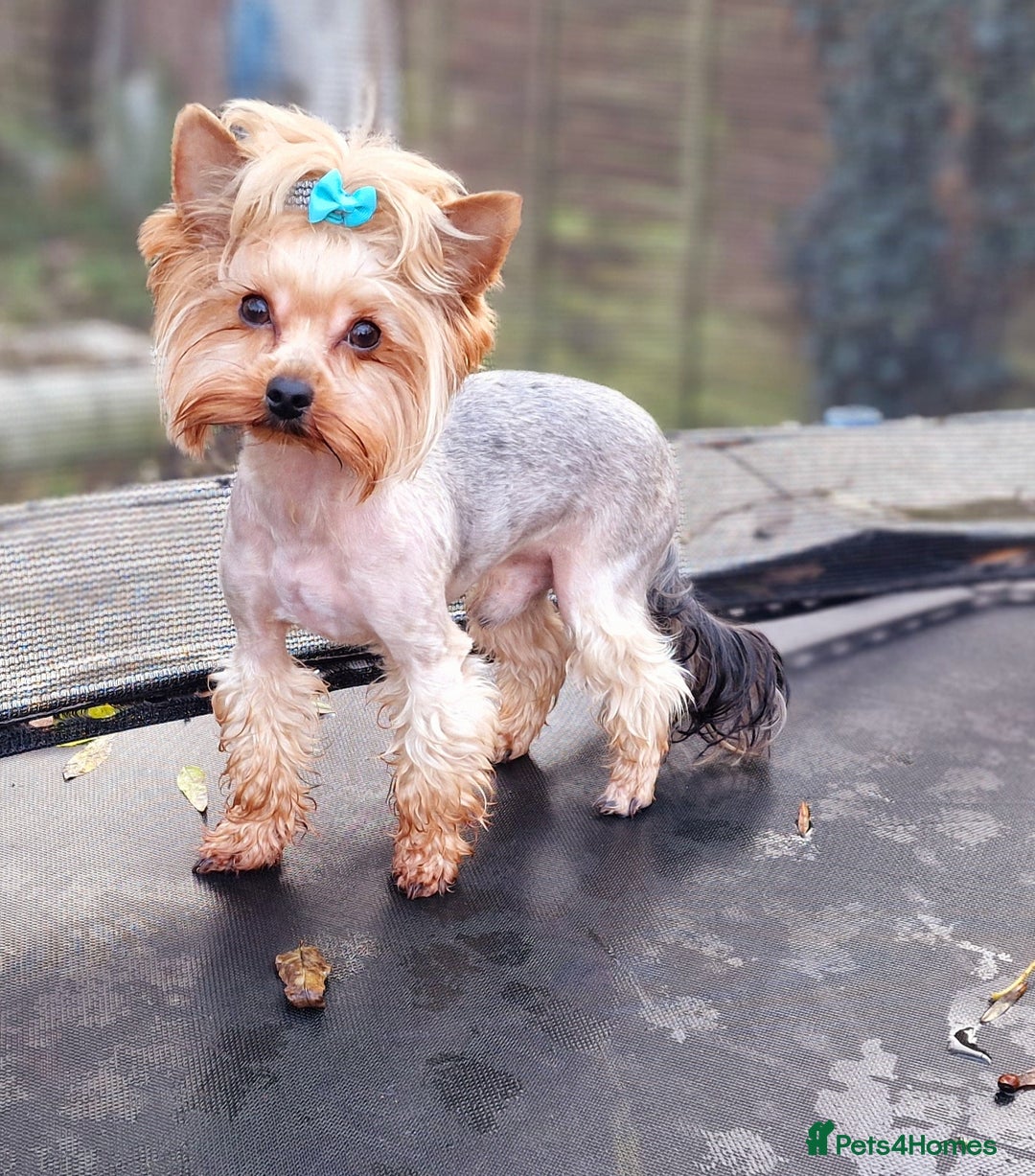 Yorkshire Terrier dogs for sale: Adult York Terrier for sale  - Image 9