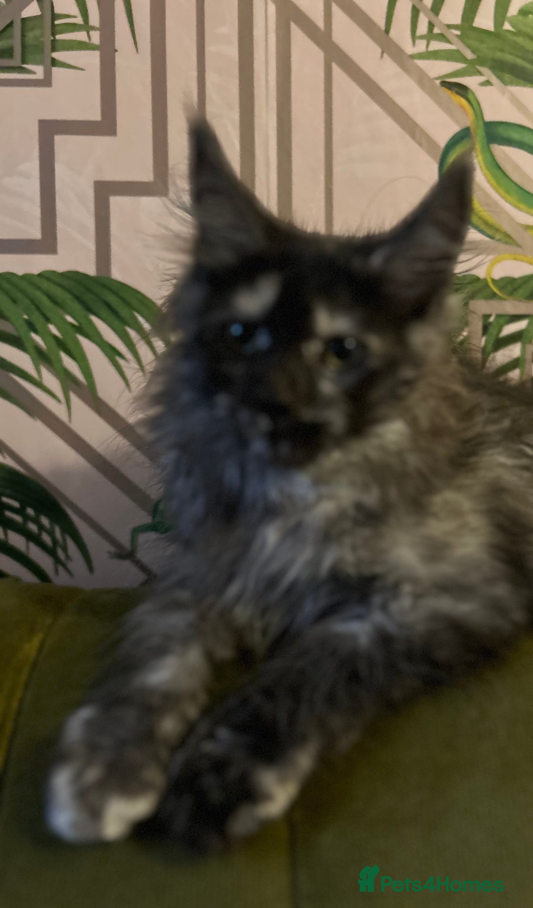 Maine Coon cats for sale: 🔥 TICA Maine coon kittens 🔥  READY NOW 💕💕 - Image 33