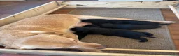 Labrador Retriever dogs for sale: Gamekeeper-bred Labrador puppies available - Advert 4