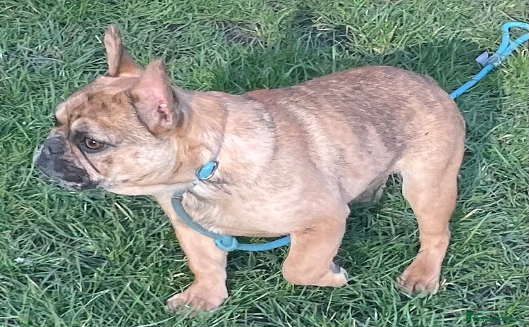 French Bulldog dogs - Advert 4