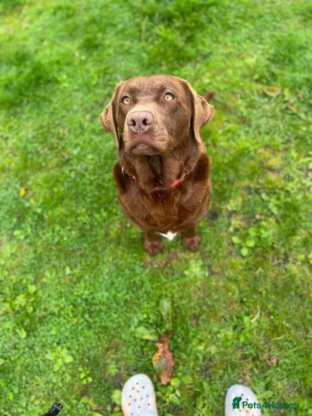 Labrador Retriever dogs for stud: KC REGISTERED LABRADOR STUD  in Worcester - Advert 12