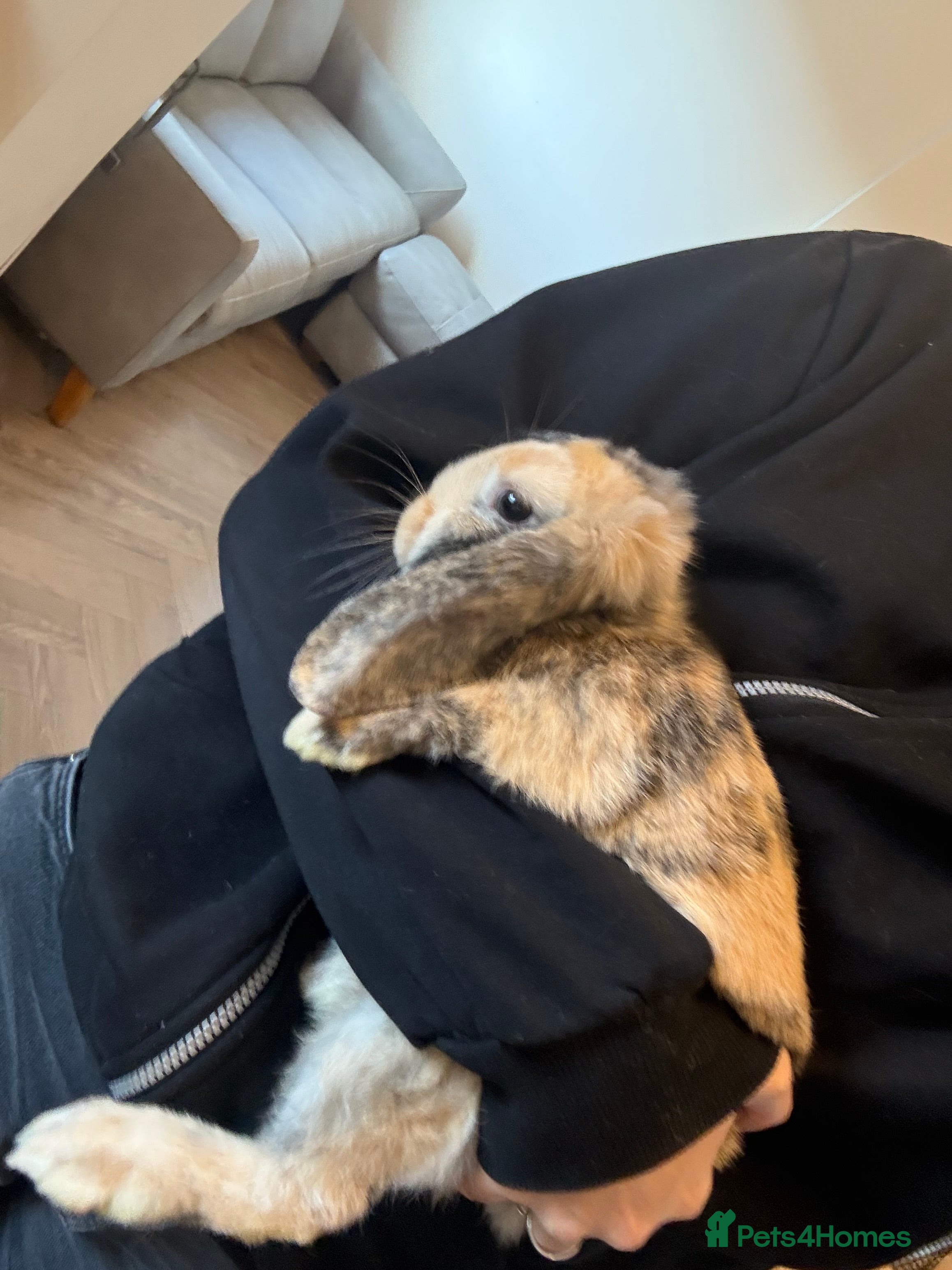 Dwarf Lop rabbits Dwarf lop - Advert 1