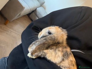 Dwarf Lop rabbits Dwarf lop - Advert 1