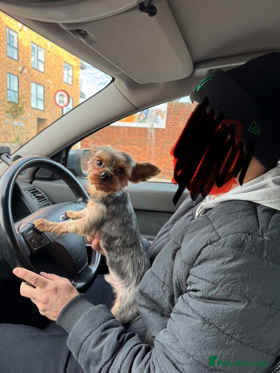 Maltese dogs for sale: Male puppy  - Advert 8