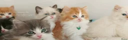 Ragdoll cats for sale: £Negotiable Beautiful cross Ragdoll/Persian😻😻😻 - Advert 29