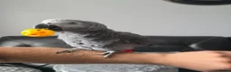 Parrots birds for sale: African Grey Parrot - 11 months old in Pontefract - Advert 1