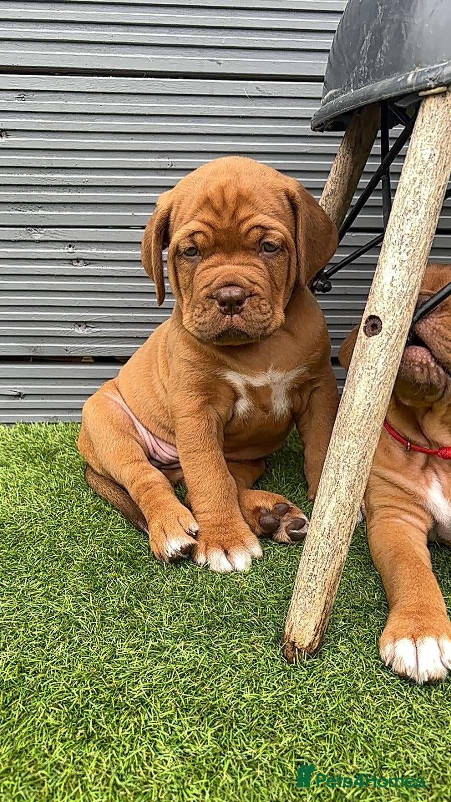 Dogue De Bordeaux dogs Quality litter of Dogue de Bordeux  - Advert 2