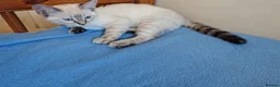 Mixed Breed cats for sale:  1 girl left lynx point - BLUE eyed ragdoll mix - Advert 31