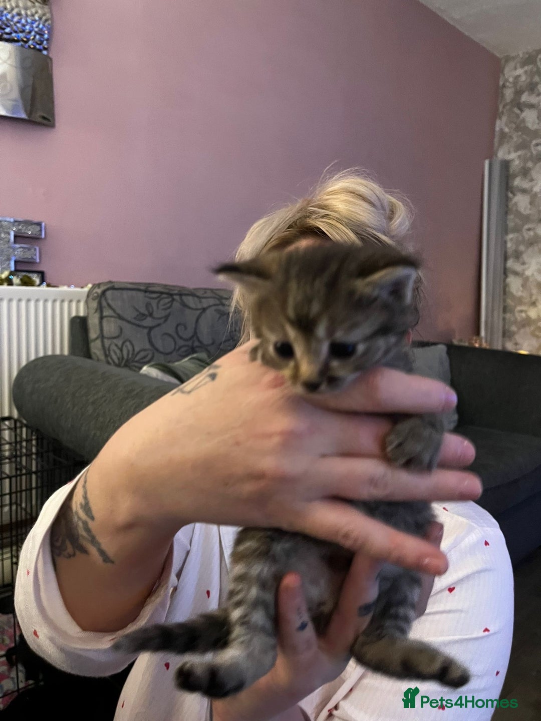 Bengal cats for sale: Last girl  - Advert 3