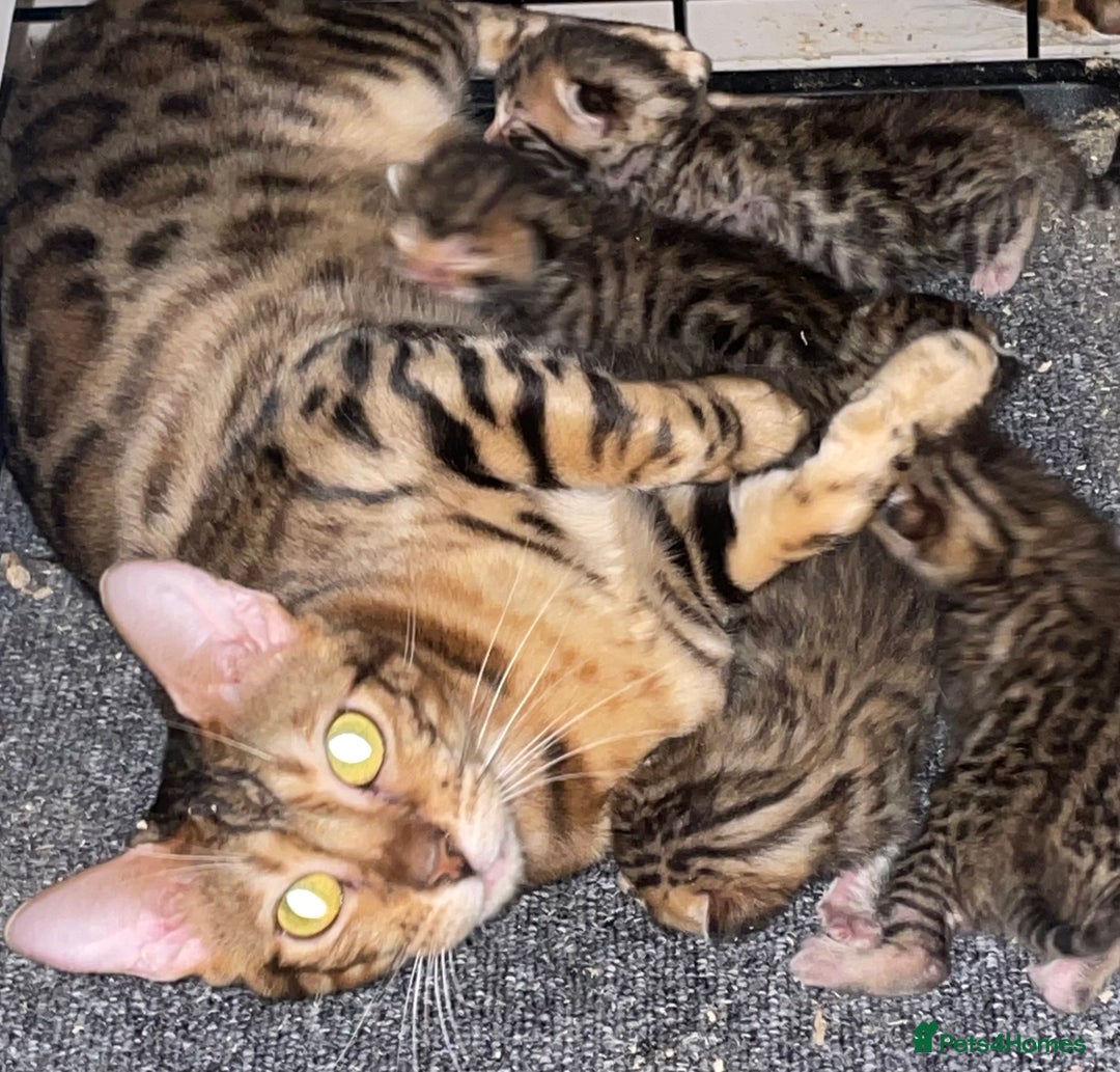 Bengal cats for sale: Bengal kittens - Advert 18