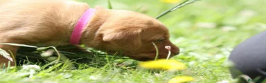 Labrador Retriever 1