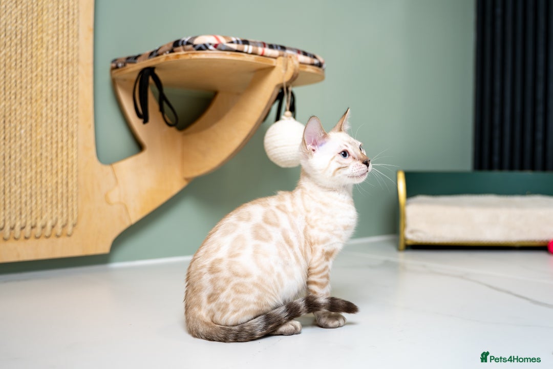 Bengal cats for sale: SNOW LYNX PURE BENGAL BOY-Frankie-Top Personality - Advert 16