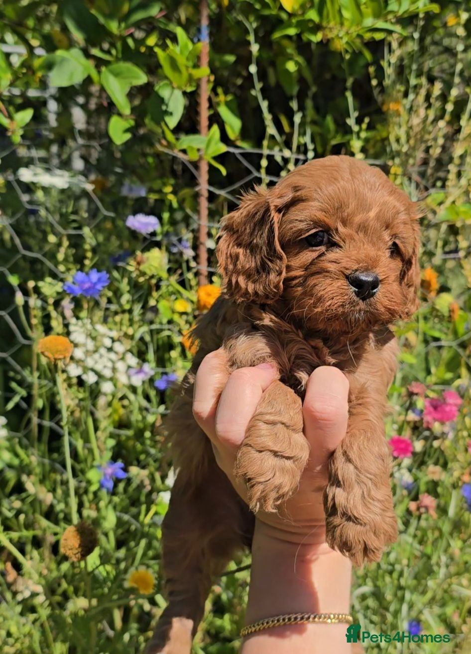 Cavapoo dogs 🐶Ruby Red Tiny Toy Cavapoo Puppies 🐶 - Advert 18