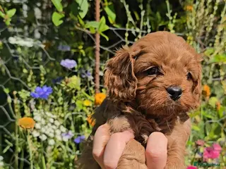 Cavapoo dogs 🐶Ruby Red Tiny Toy Cavapoo Puppies 🐶 - Advert 18