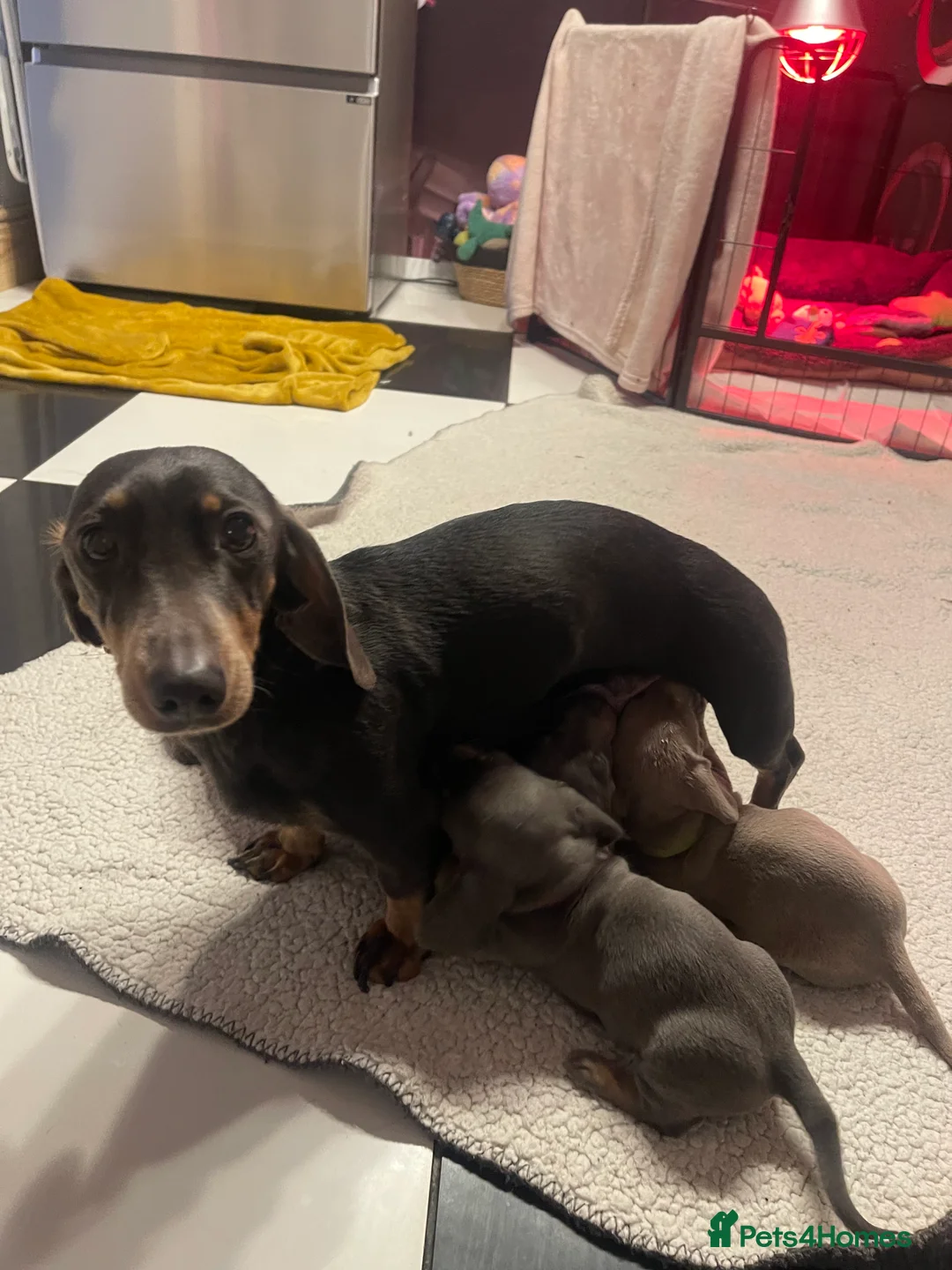Miniature Dachshund dogs for sale: ❤️Minature Dachshunds for Sale ❤️ - Advert 15