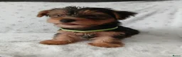 Yorkshire Terrier dogs for sale: YORKSHIRE TERRIER BOY PUPPIES READY NOW in Southampton - Advert 14