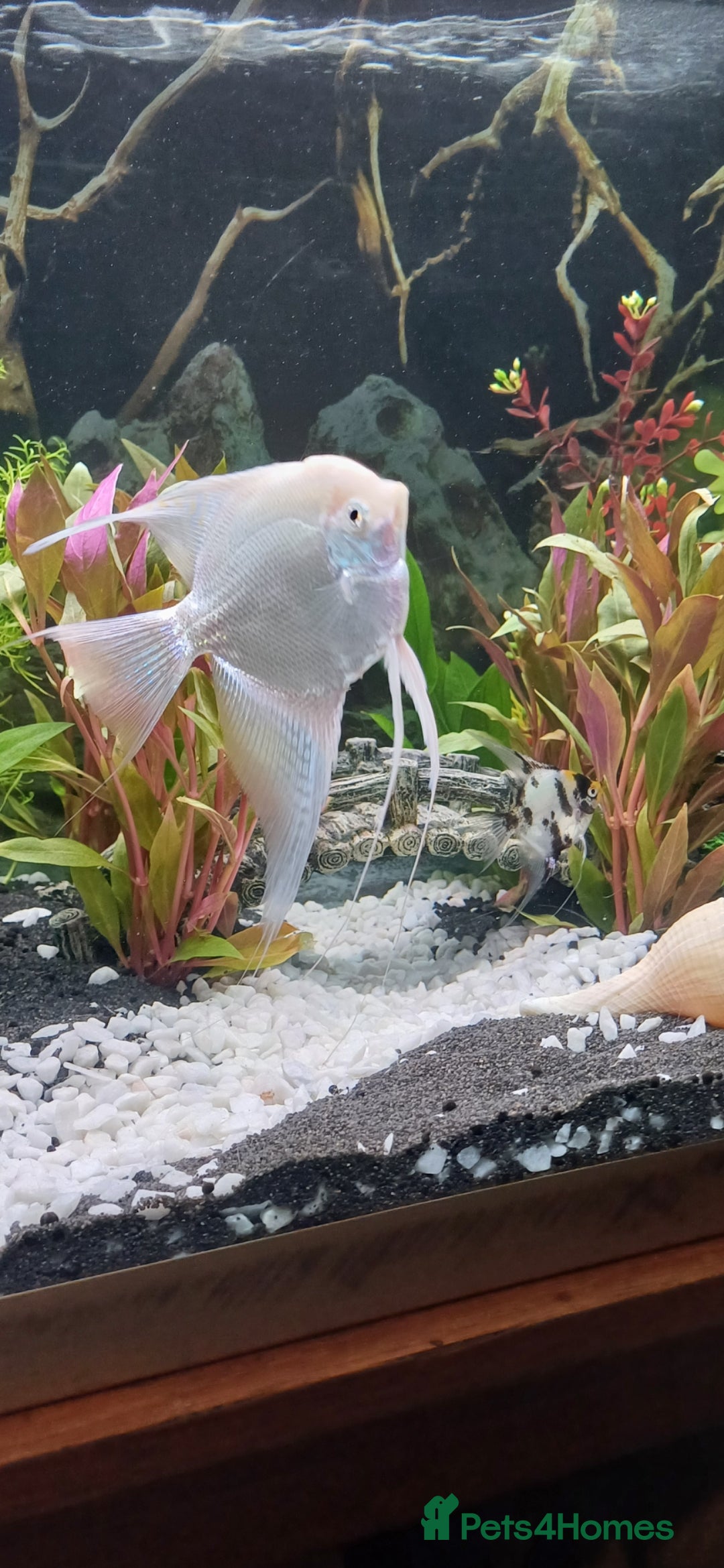 Angelfish fish for sale: White platinum blushing angelfish  - Image 4