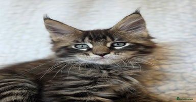 Maine Coon cats - Advert 3