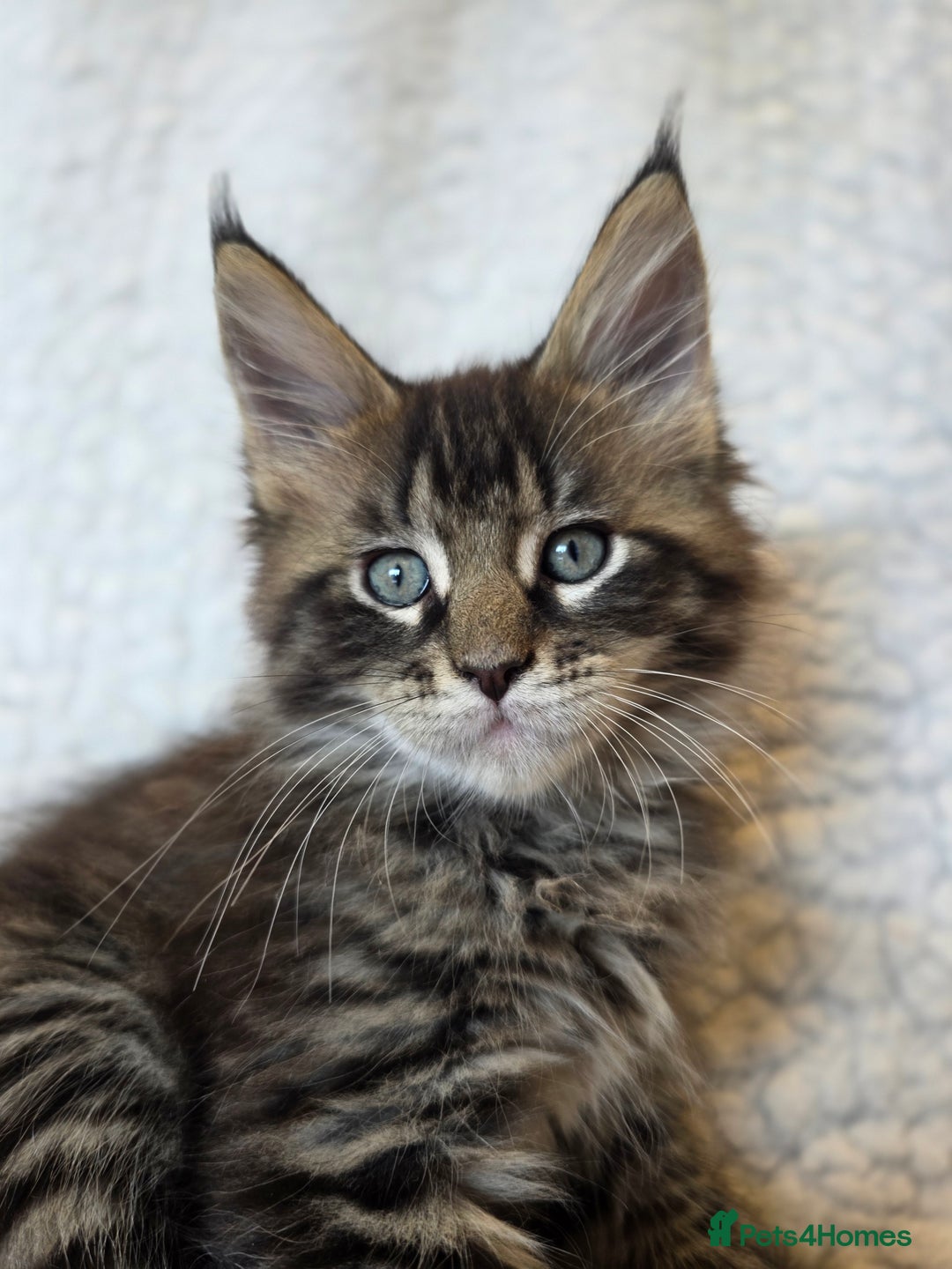 Maine Coon cats for sale: 4 x large bundles of fun - Image 3