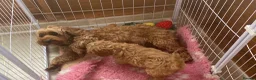 Mixed Breed dogs for sale: Cavapoo boy puppy available now  - Advert 8