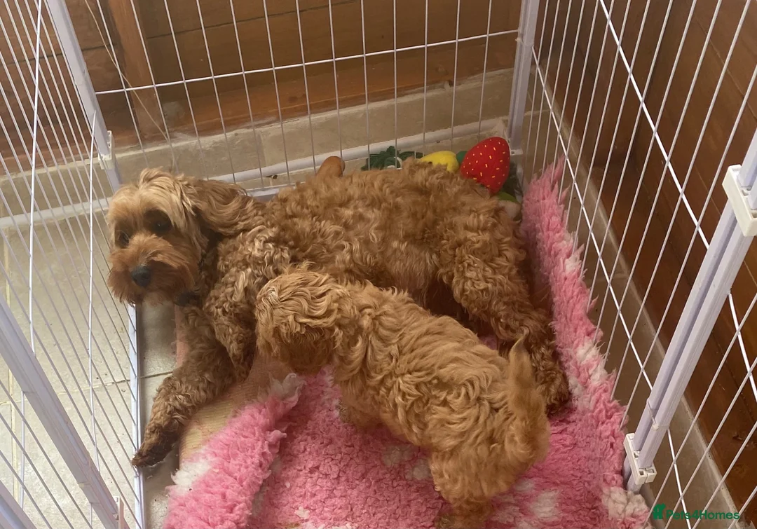 Mixed Breed dogs for sale: Cavapoo boy puppy available now  - Advert 8