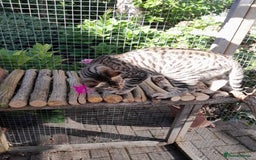 Savannah cats for sale: F5 Full Pedigree Tica Registered Girl Kitten - Image 13