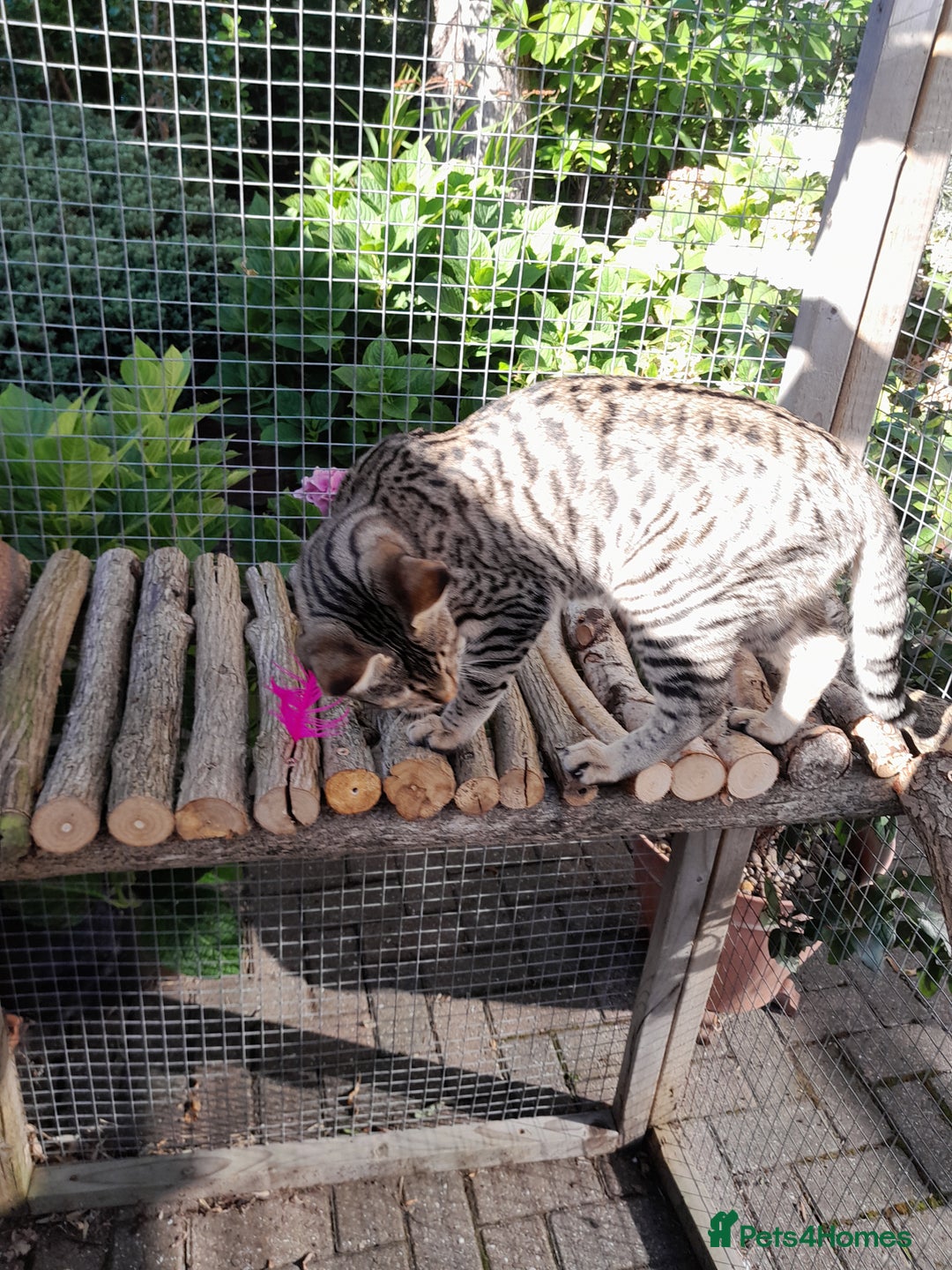 Savannah cats for sale: F5 Full Pedigree Tica Registered Girl Kitten - Image 13