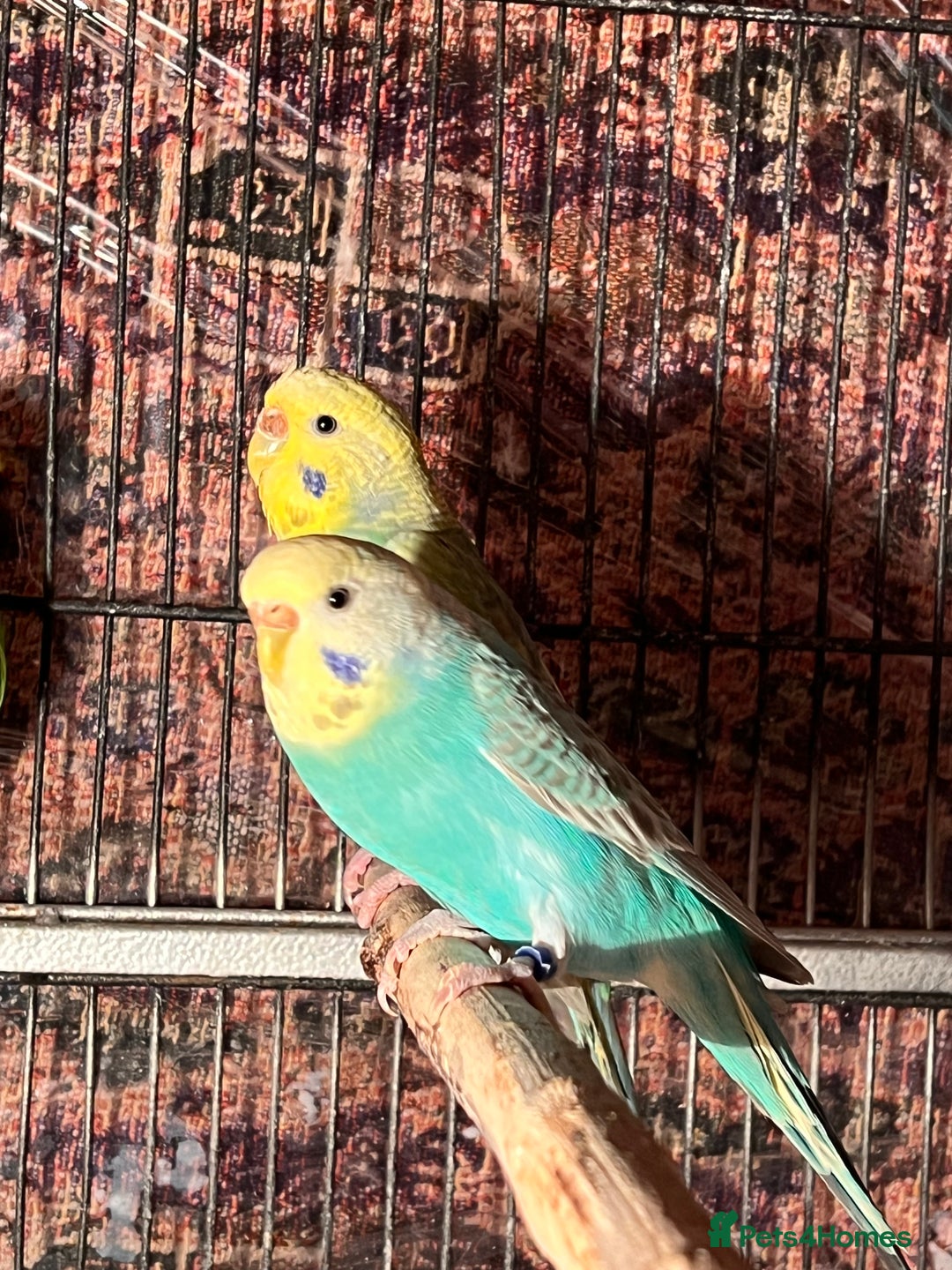 Budgerigars birds for sale: Rainbow budgies pair - Advert 3