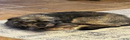 Mixed Breed dogs for adoption: MEET ASTRA in Fleet - Advert 5