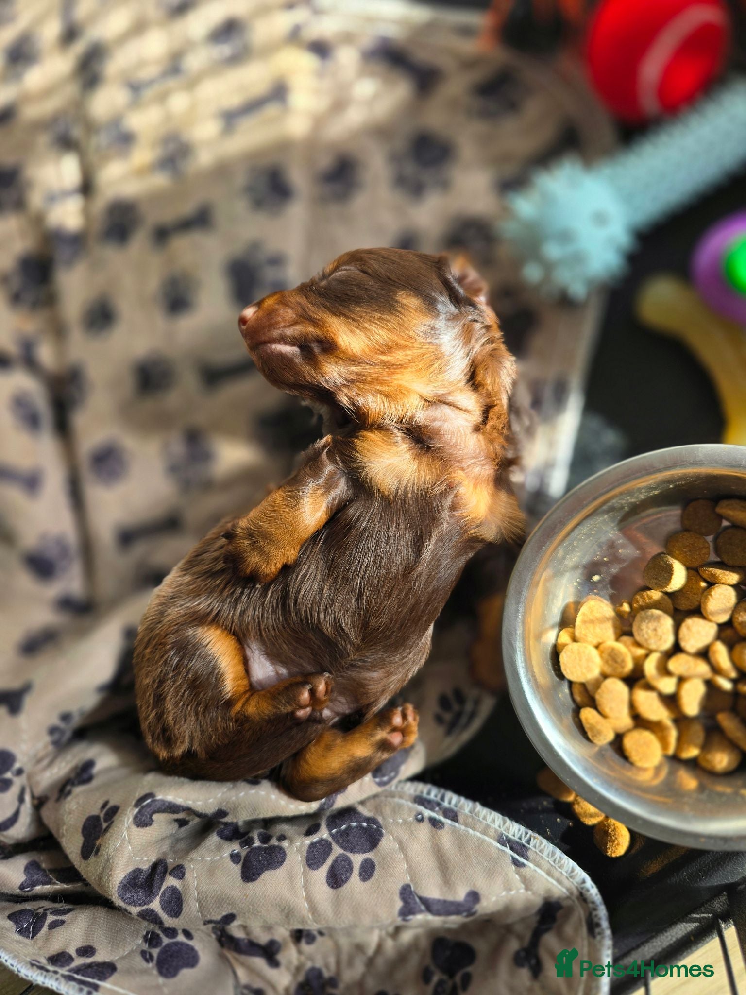 Miniature Dachshund dogs 4 male Dachshunds - Advert 3