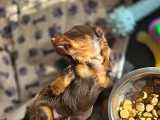 Miniature Dachshund dogs 4 male Dachshunds - Advert 3