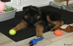 German Shepherd dogs for sale: 14 weeks German Shepard puppy  - Image 1