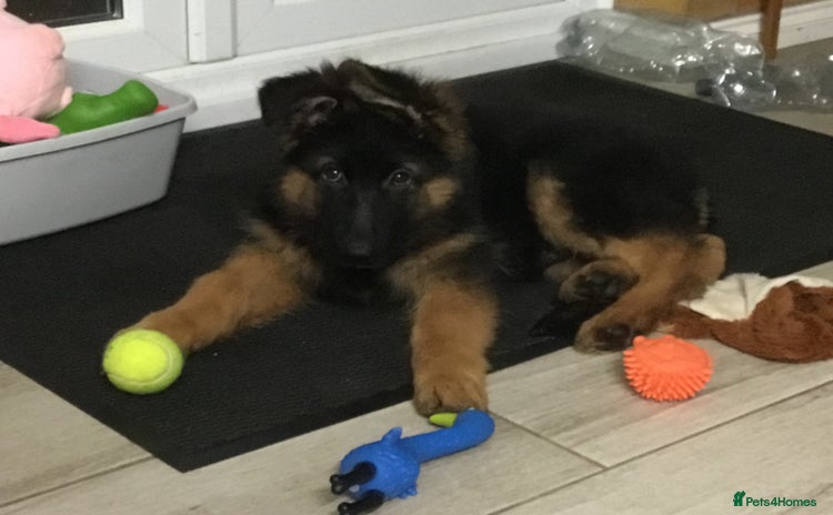 German Shepherd dogs - Advert 3