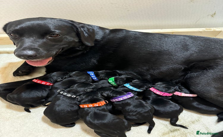 Labrador Retriever dogs - Advert 3