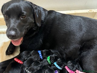 Labrador Retriever dogs - Advert 24