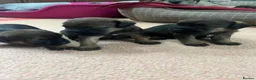 Border Terrier dogs for sale: 5 Border Terrier Puppies - Advert 8