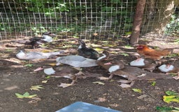 Ducks poultry for sale: Young Muscovy Ducks - Image 6