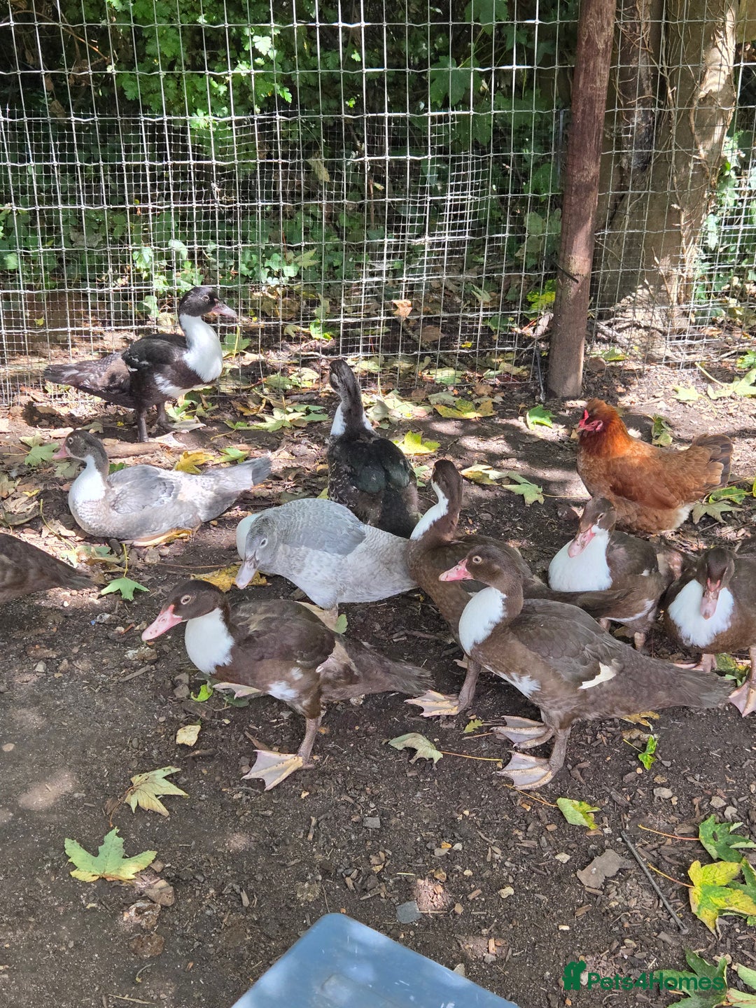 Ducks poultry for sale: Young Muscovy Ducks - Image 6