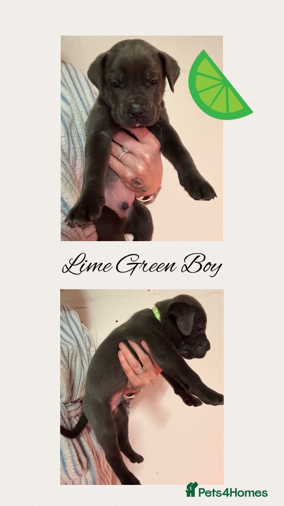 Cane Corso dogs for sale: 💎STUNNING Cane corso puppies 💎 - Image 7