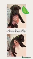 Cane Corso Puppy 5