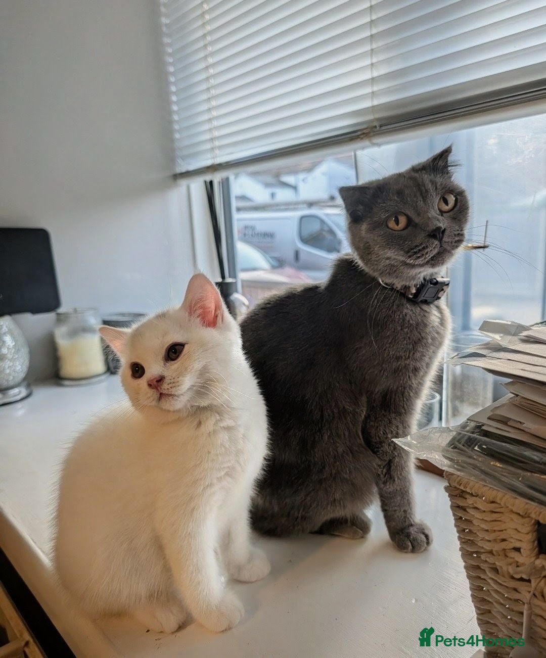 British Shorthair cats 🩷Last Scottish straight girl left🩷  - Advert 1