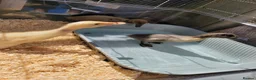 Ducks poultry for sale: Gorgeous baby runner ducks - Advert 4