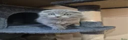 British Shorthair cats for sale: Kittens ready now girl boy Scottish  in Nottingham - Advert 23