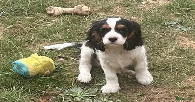Cavapoo dogs - Advert 8