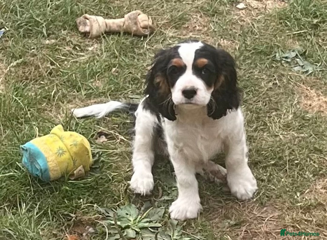 Cavapoo dogs for sale: Super healthy Cavapoo boys.Ready now - Image 2