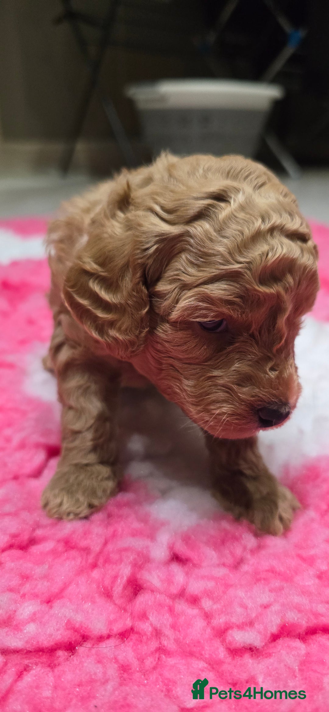 Cockapoo dogs for sale: STUNNING LITTER OF COCKAPOO F1B - Advert 13