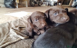 Labrador Retriever dogs for sale: Labrador puppies, beuitfull fur babbies  - Image 7
