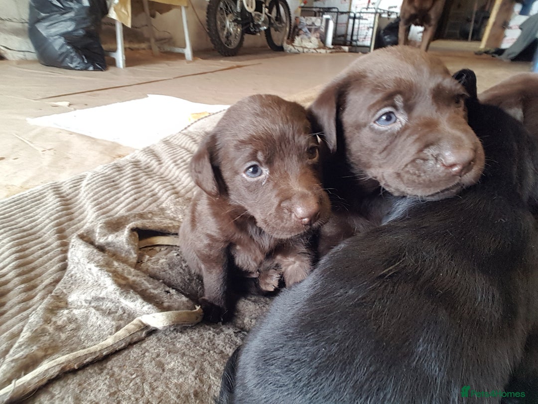 Labrador Retriever dogs for sale: Labrador puppies, beuitfull fur babbies  - Image 7