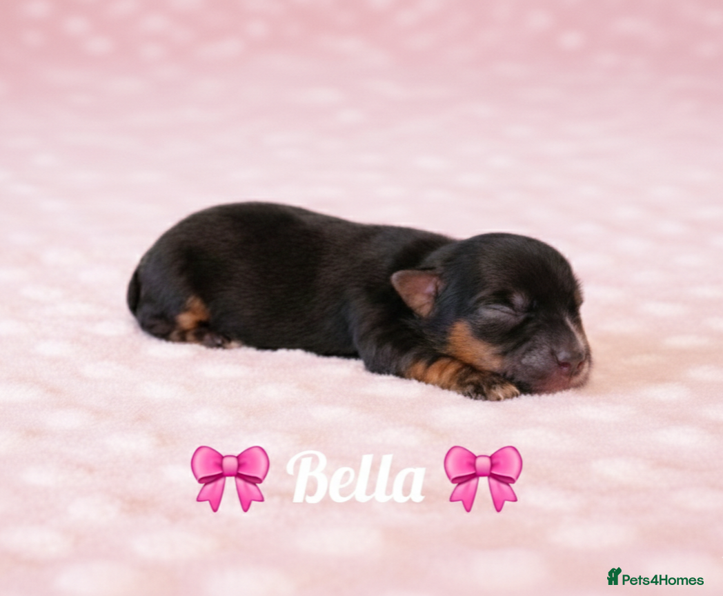 Yorkshire Terrier dogs Beautiful Biewer Terrier 🥰 - Advert 1