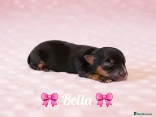 Yorkshire Terrier dogs Beautiful Biewer Terrier 🥰 - Advert 1